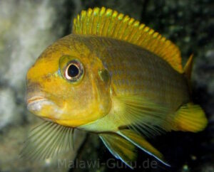 Metriaclima hajomaylandi